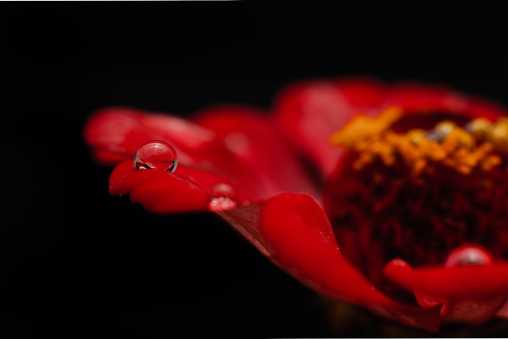 red tulips with water droplets