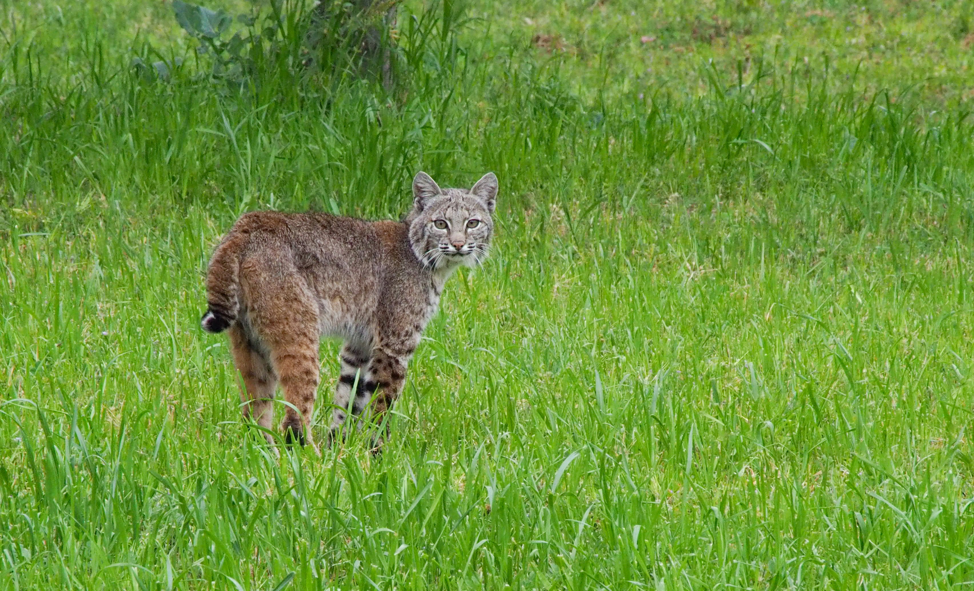 Watch Bobcats, Bears, and Even Birds Use Fallen Logs as Bridges