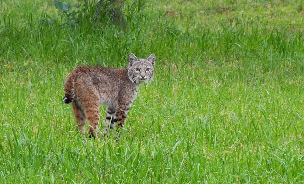 brown and black cat on green grass field during daytime