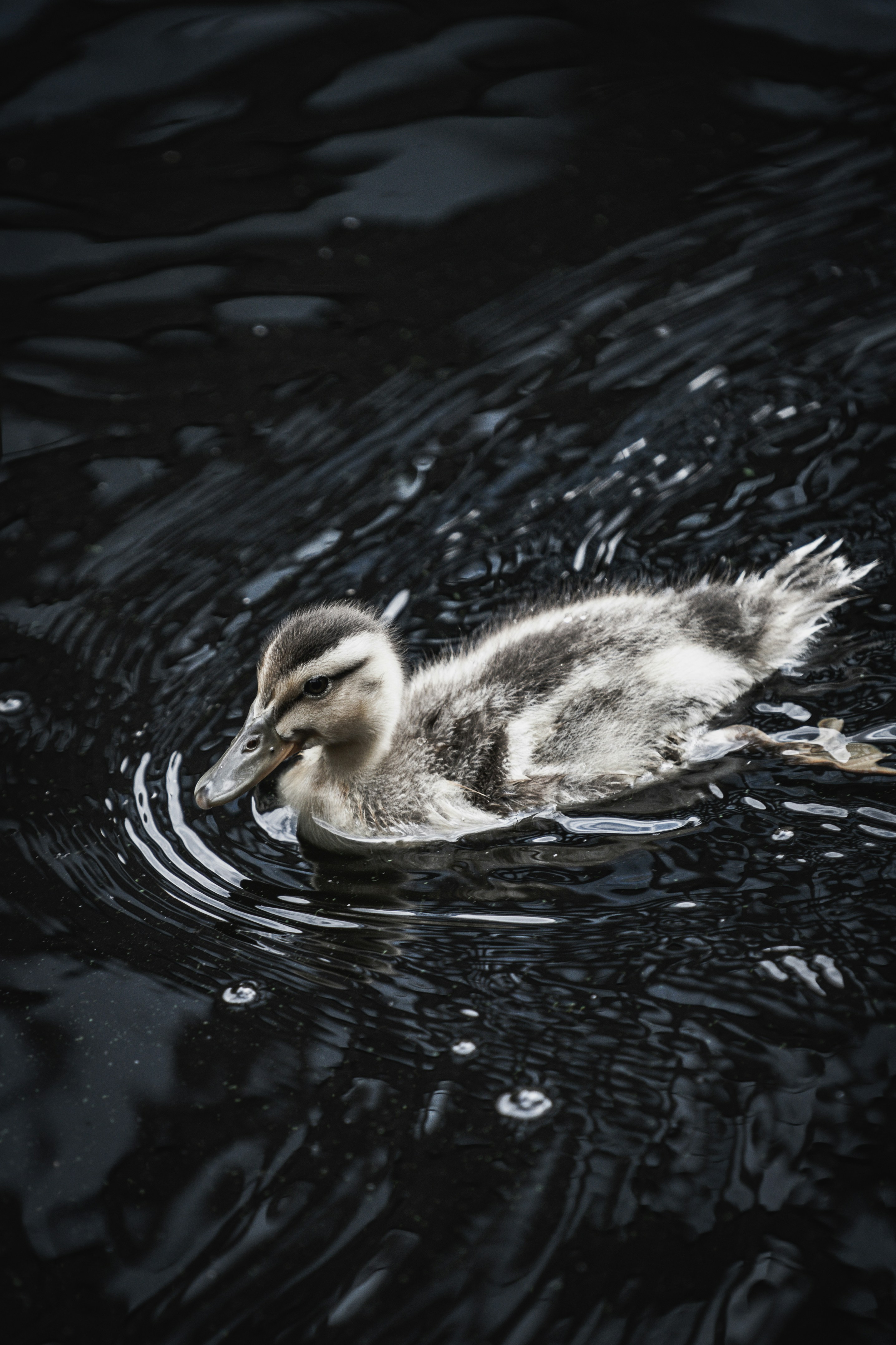 brown duck on water during daytime