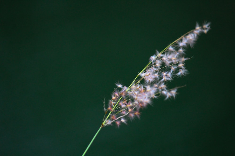 white and black plant in close up photography