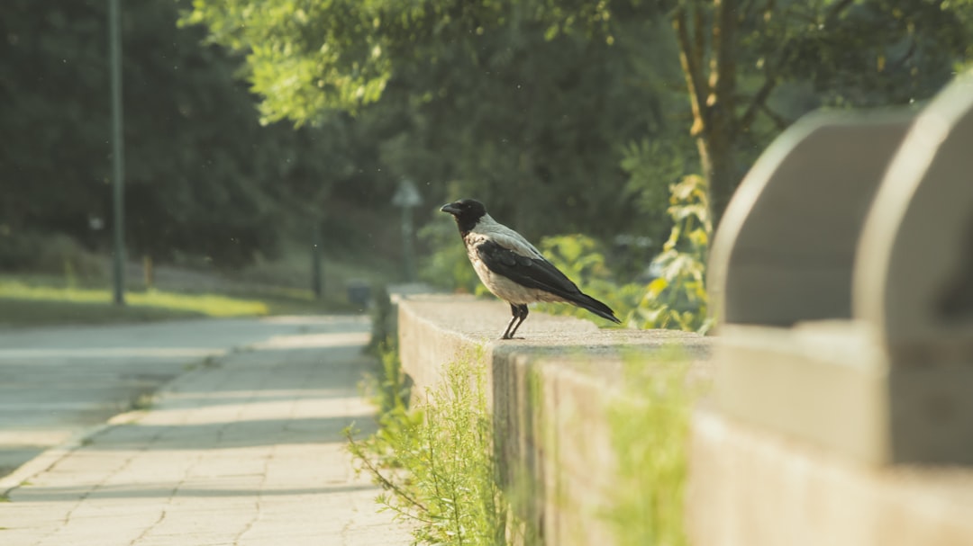 black and white bird on brown concrete fence during daytime