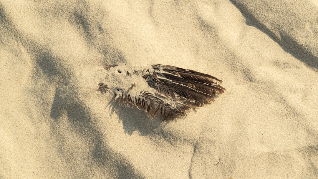 brown feather on white sand