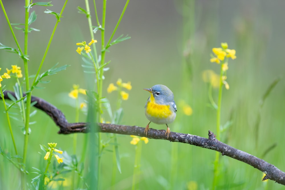 gelber und blauer Vogel am Ast