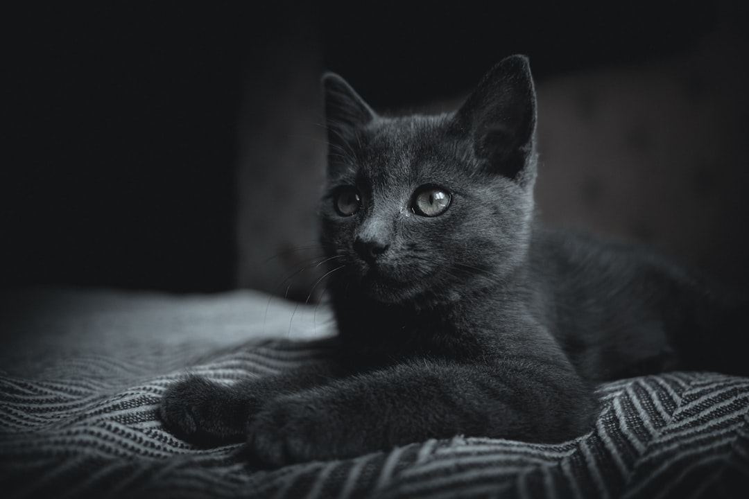 black cat on white and black stripe textile