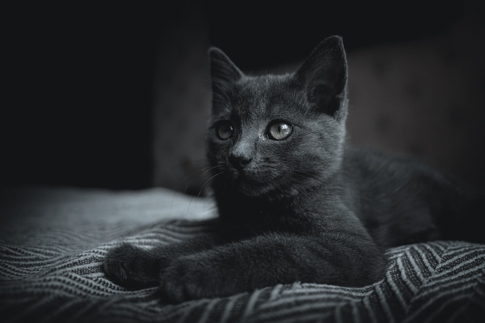 schwarze Katze auf weißem und schwarz gestreiftem Textil