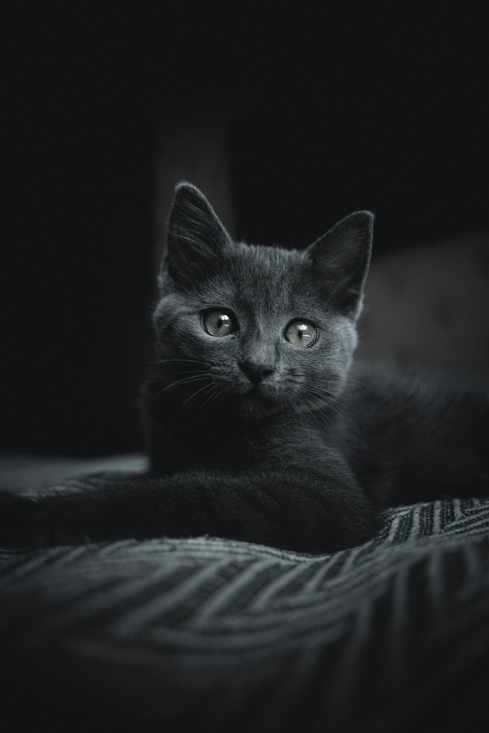 black cat on white and black textile
