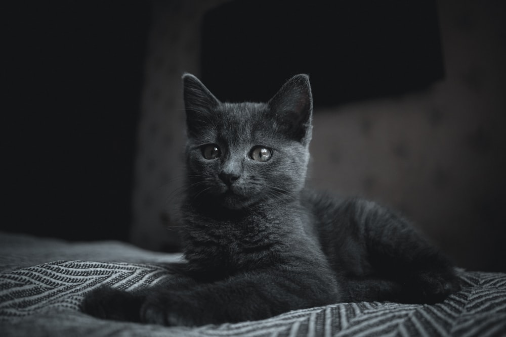 gatto nero su tessuto blu e bianco