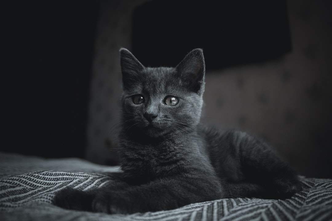 black cat on blue and white textile