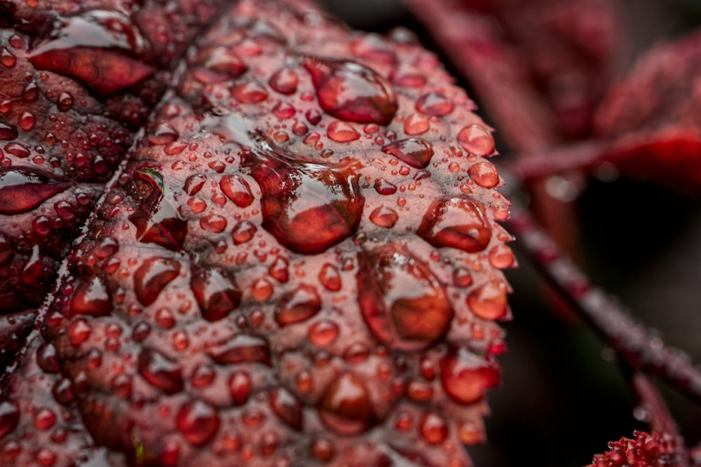 water droplets on red leaf