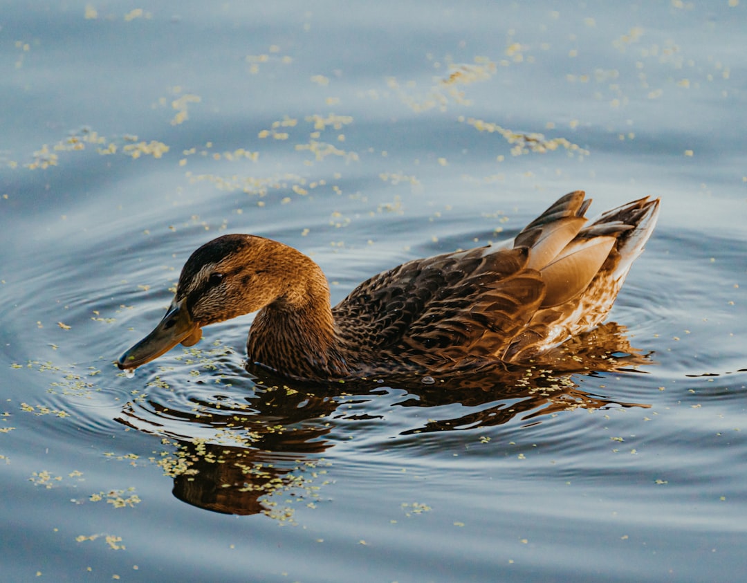 brown duck on water during daytime