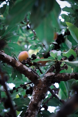 A close-up of healthy fruit trees ready for harvest.