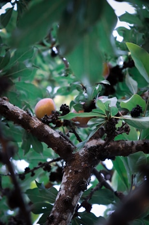A close-up view of branches and leaves of a tree with a single ripe fruit. The bark is textured, and the leaves are lush and green, suggesting a healthy environment. The fruit is round with a warm color, drawing attention amidst the greenery.
