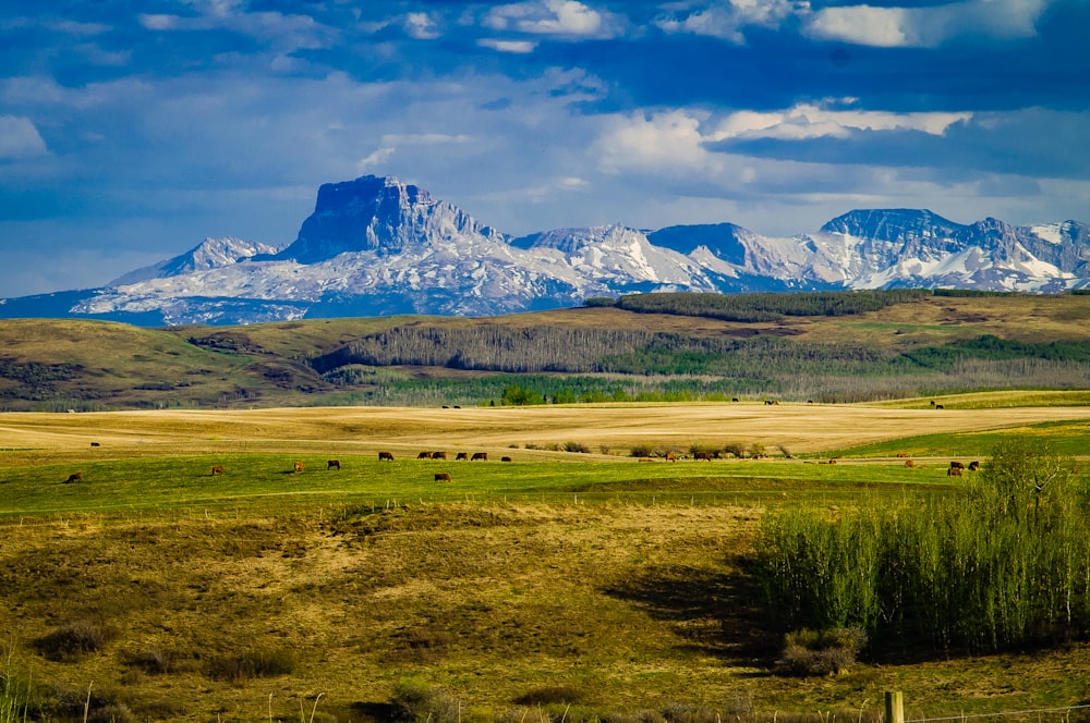 green grass field near mountain under blue sky during daytime