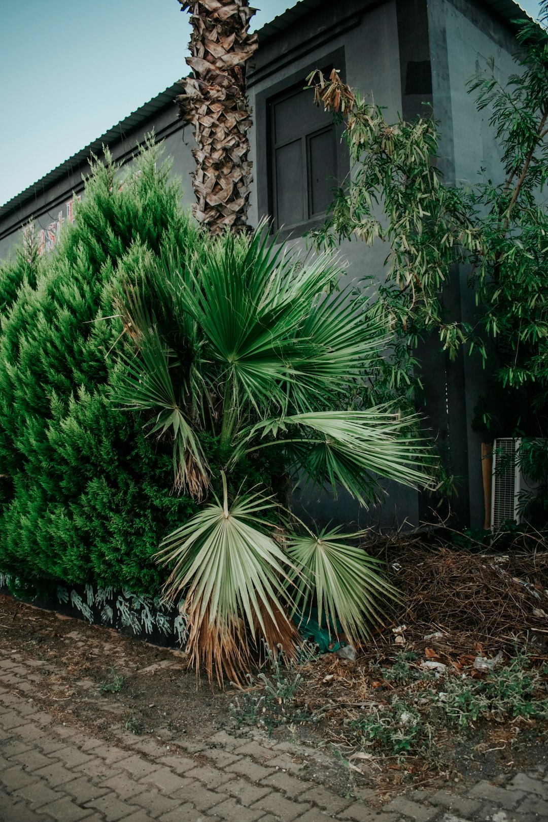 green palm tree beside house