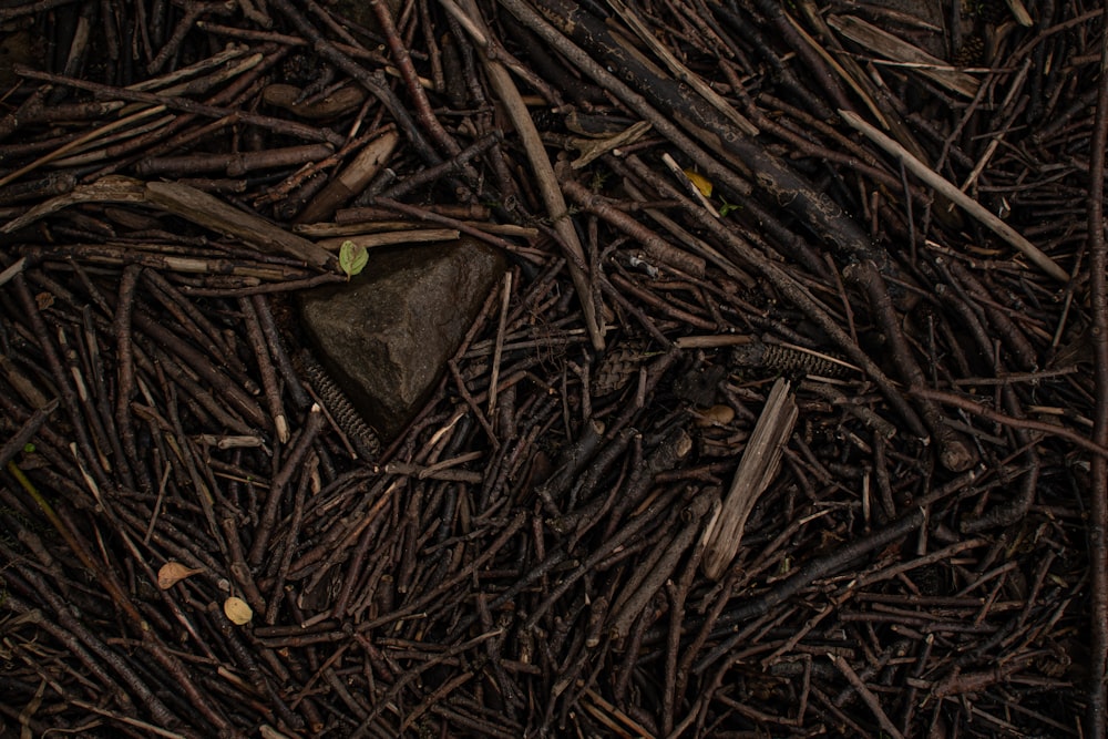 green leaf on brown dried leaves