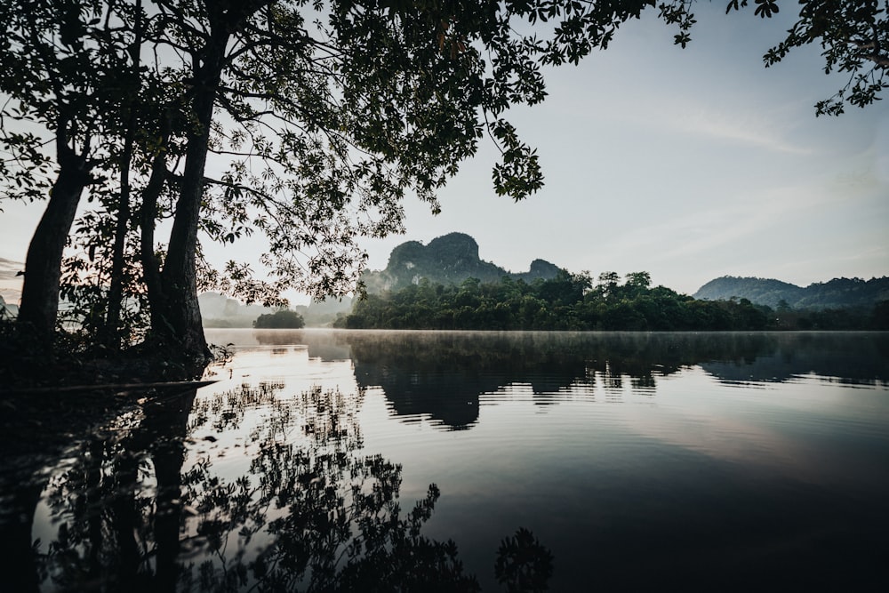 green trees beside lake under white clouds during daytime