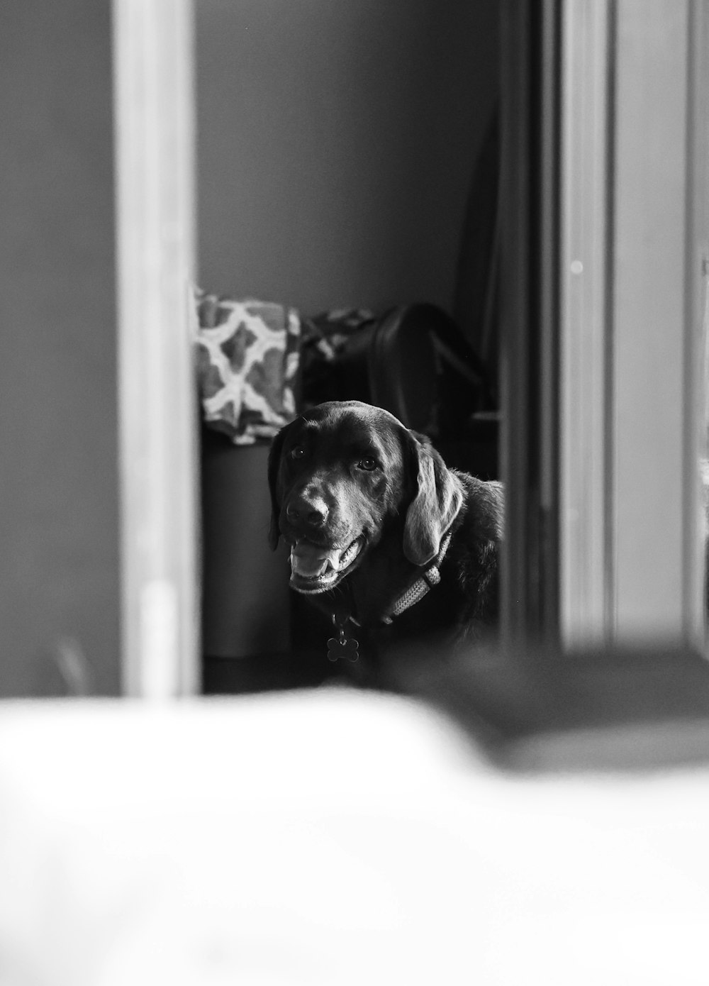 black labrador retriever sitting on the floor