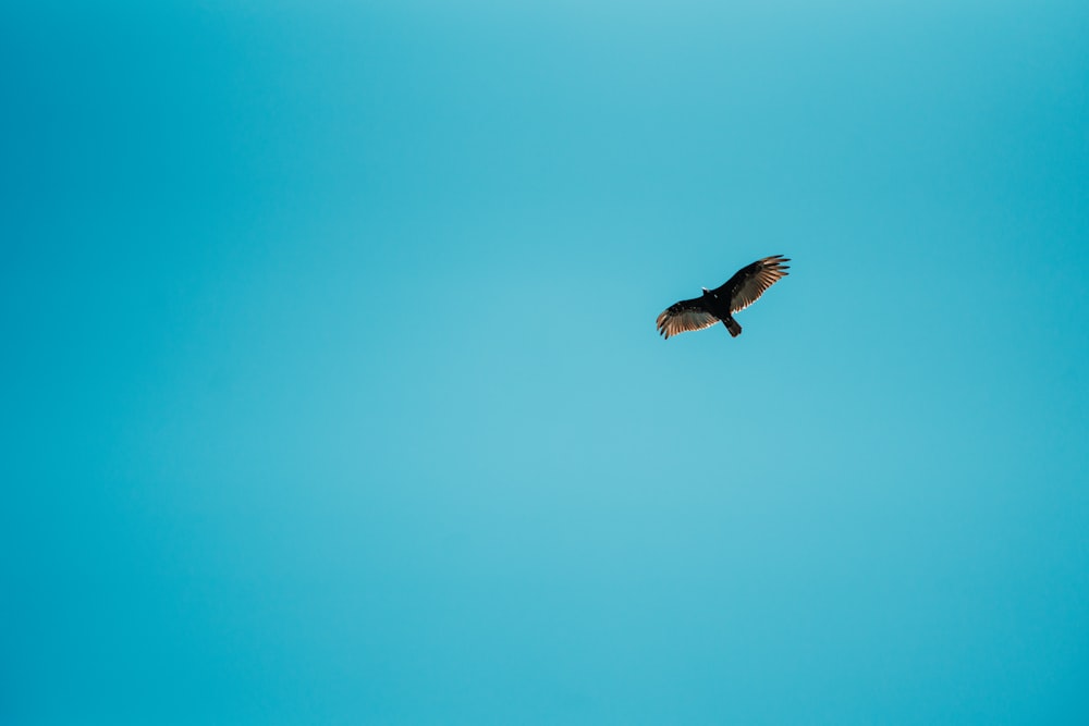 brown bird flying under blue sky during daytime