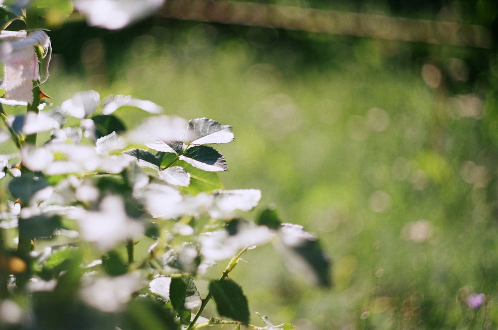 white flowers in tilt shift lens