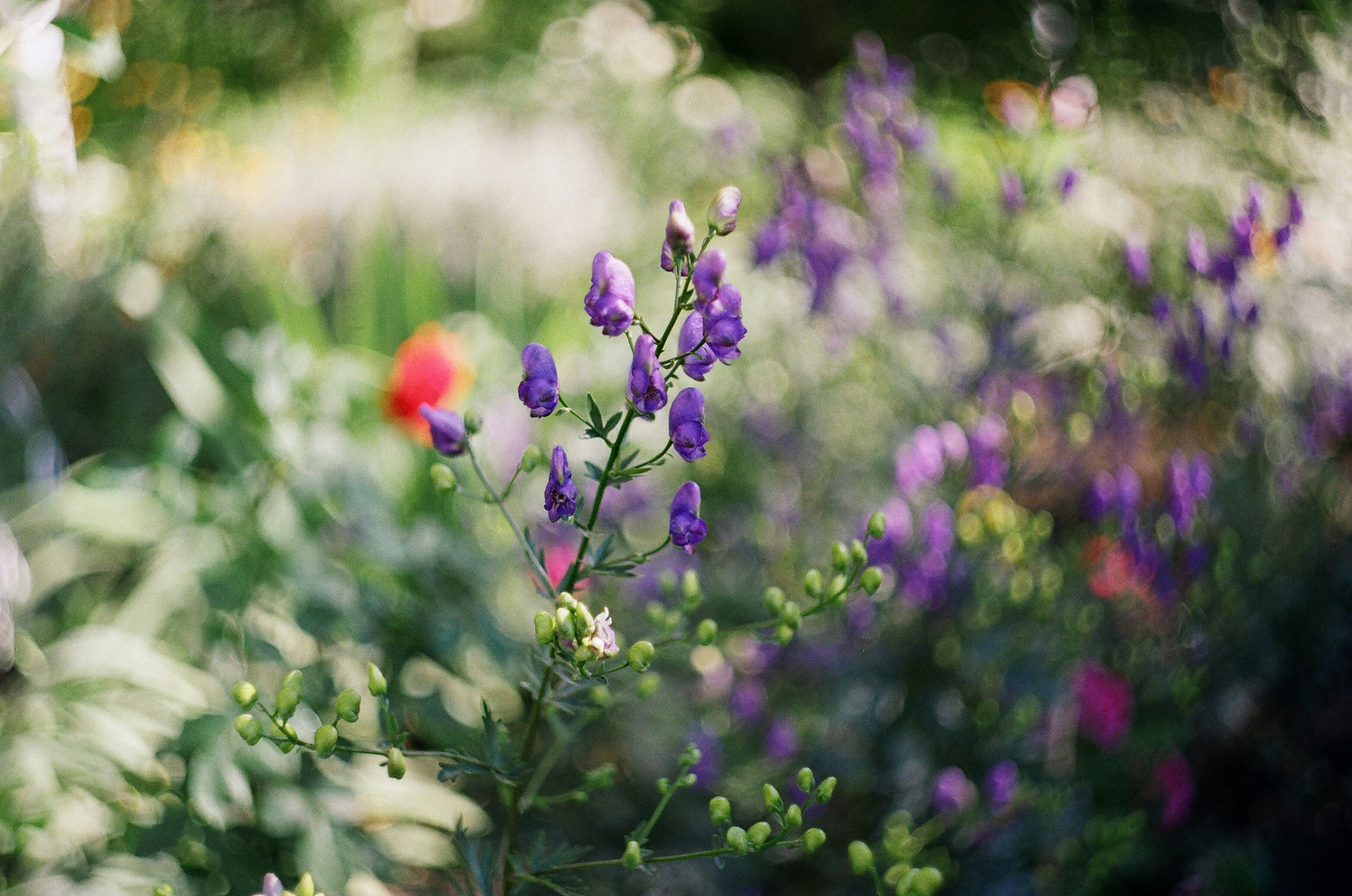 Photo by olgaanoshkina