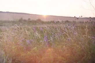 A sunlit meadow with wildflowers gently swaying, capturing the serene countryside charm of Roné and Gregory's wedding setting.