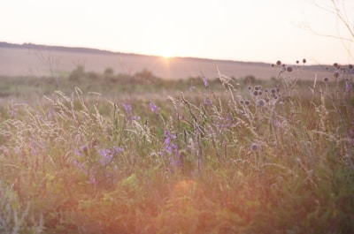 A peaceful meadow bathed in soft sunlight with wildflowers swaying gently.