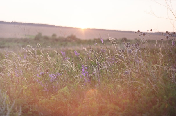Children playing gently in a sunlit meadow surrounded by wildflowers.