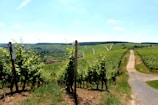 A scenic view of a vineyard stretching across rolling hills under a clear blue sky. Neatly lined rows of grapevines flank a central dirt path that leads into the distance. Wind turbines are visible on the horizon, providing a hint of sustainable energy. Small buildings and a village can be seen nestled among the fields.