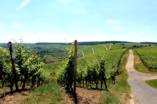 A scenic view of a vineyard stretching across rolling hills under a clear blue sky. Neatly lined rows of grapevines flank a central dirt path that leads into the distance. Wind turbines are visible on the horizon, providing a hint of sustainable energy. Small buildings and a village can be seen nestled among the fields.