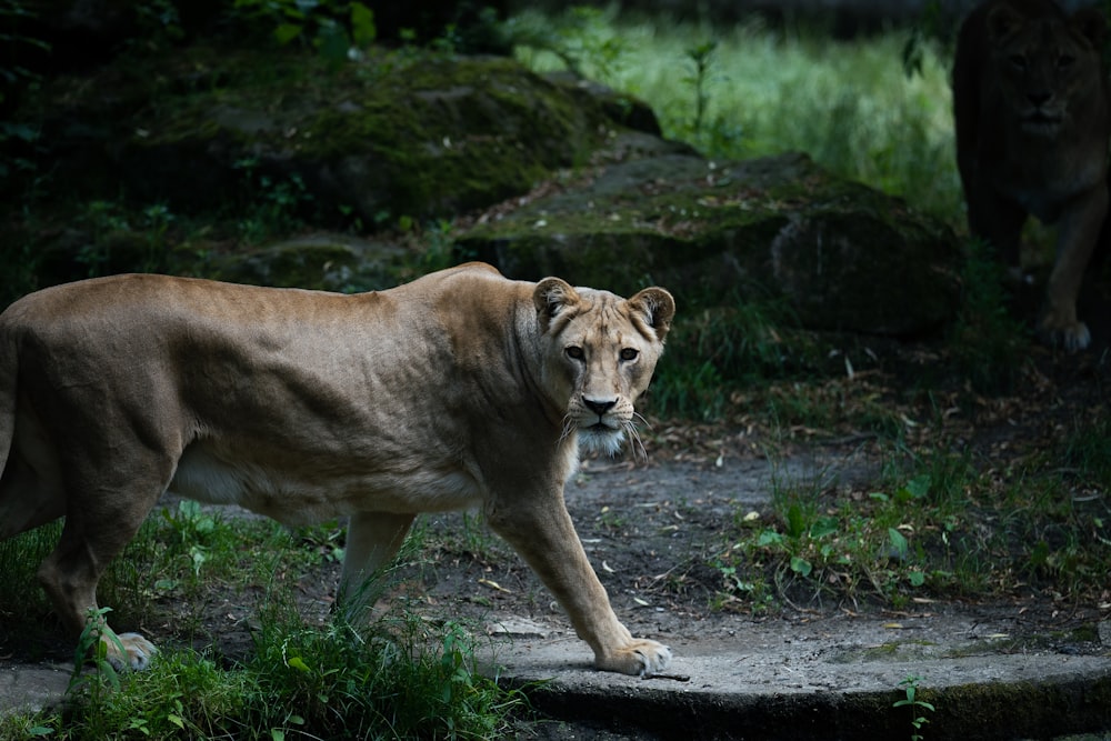 brown lioness on gray concrete ground during daytime