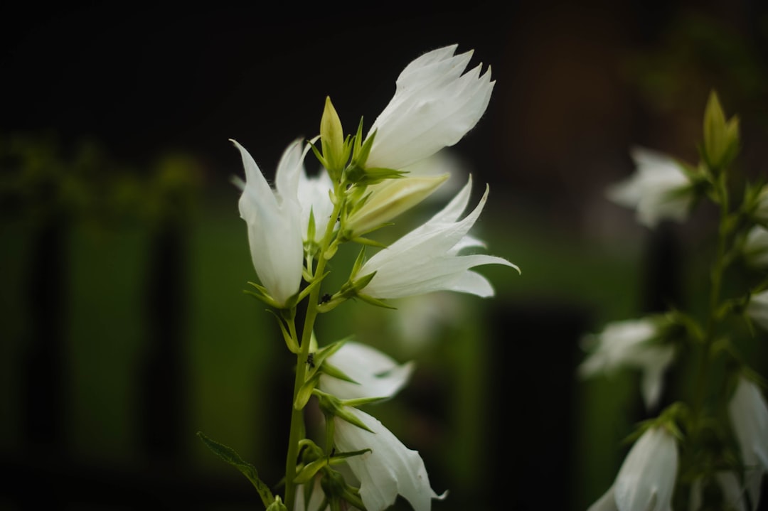 white flower in tilt shift lens