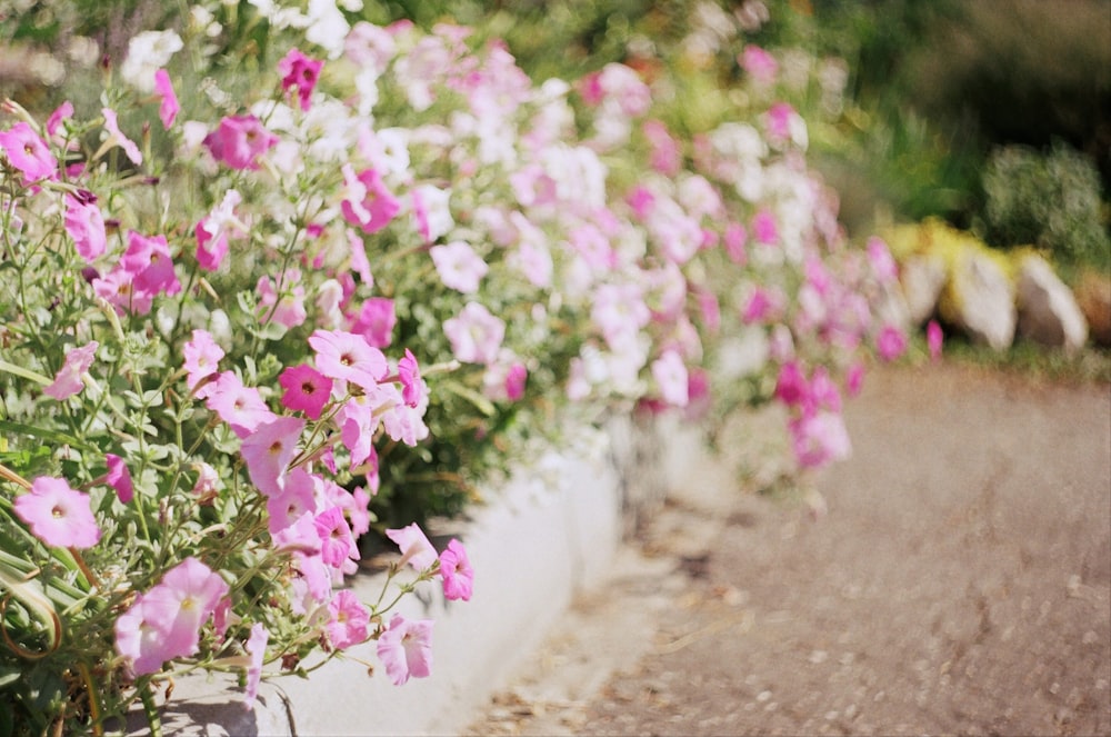 pink and white flowers on brown soil