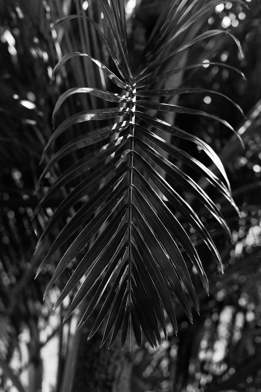 grayscale photo of palm plant