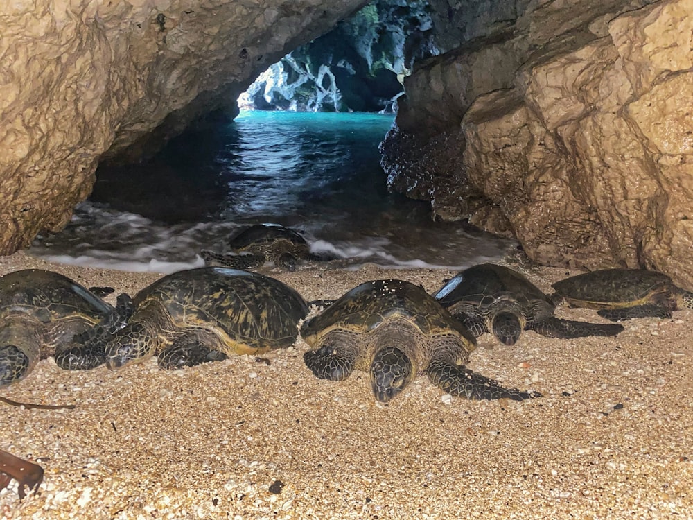 turtle cove kauai how to get there