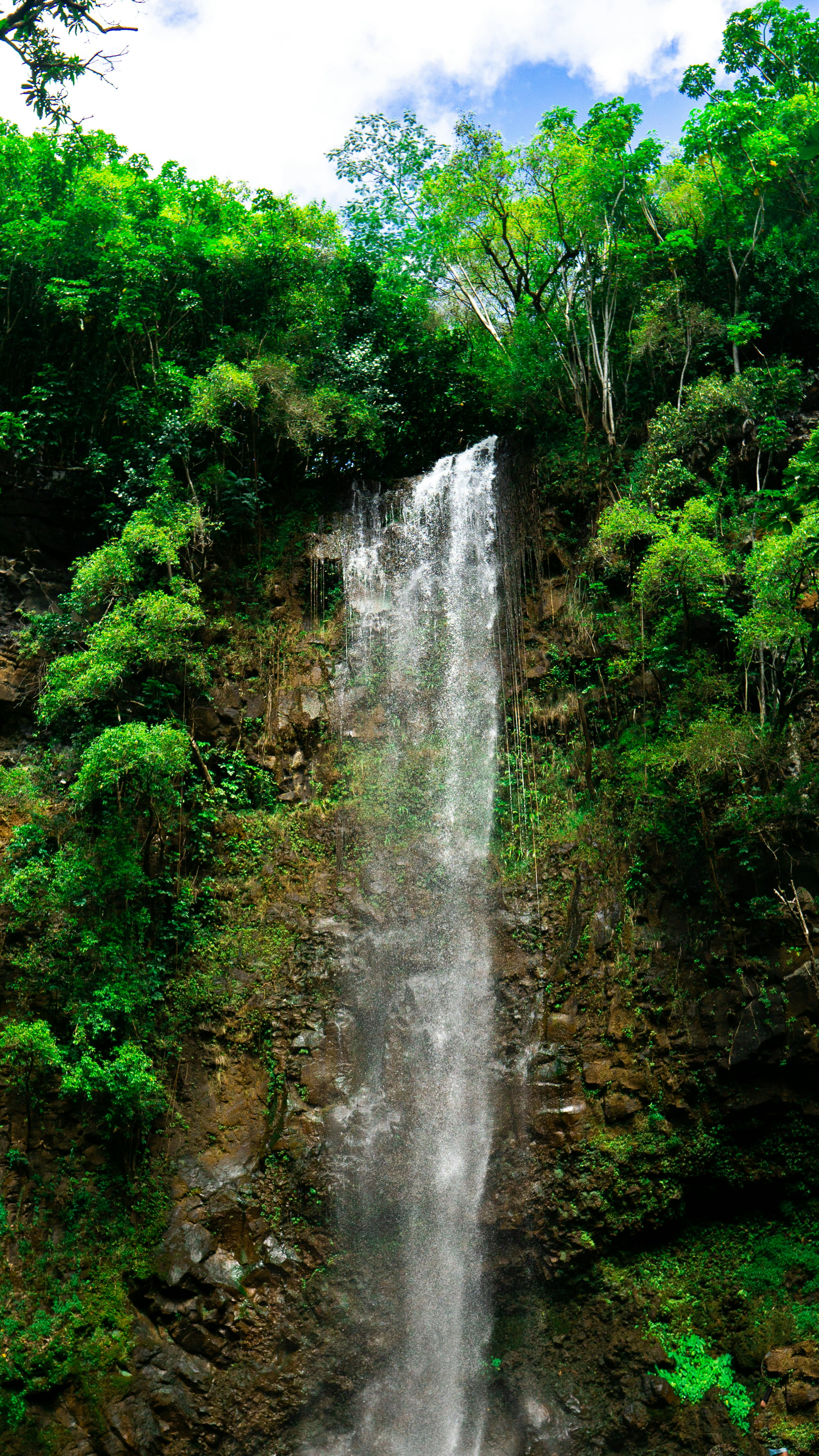 water falls in the middle of the forest