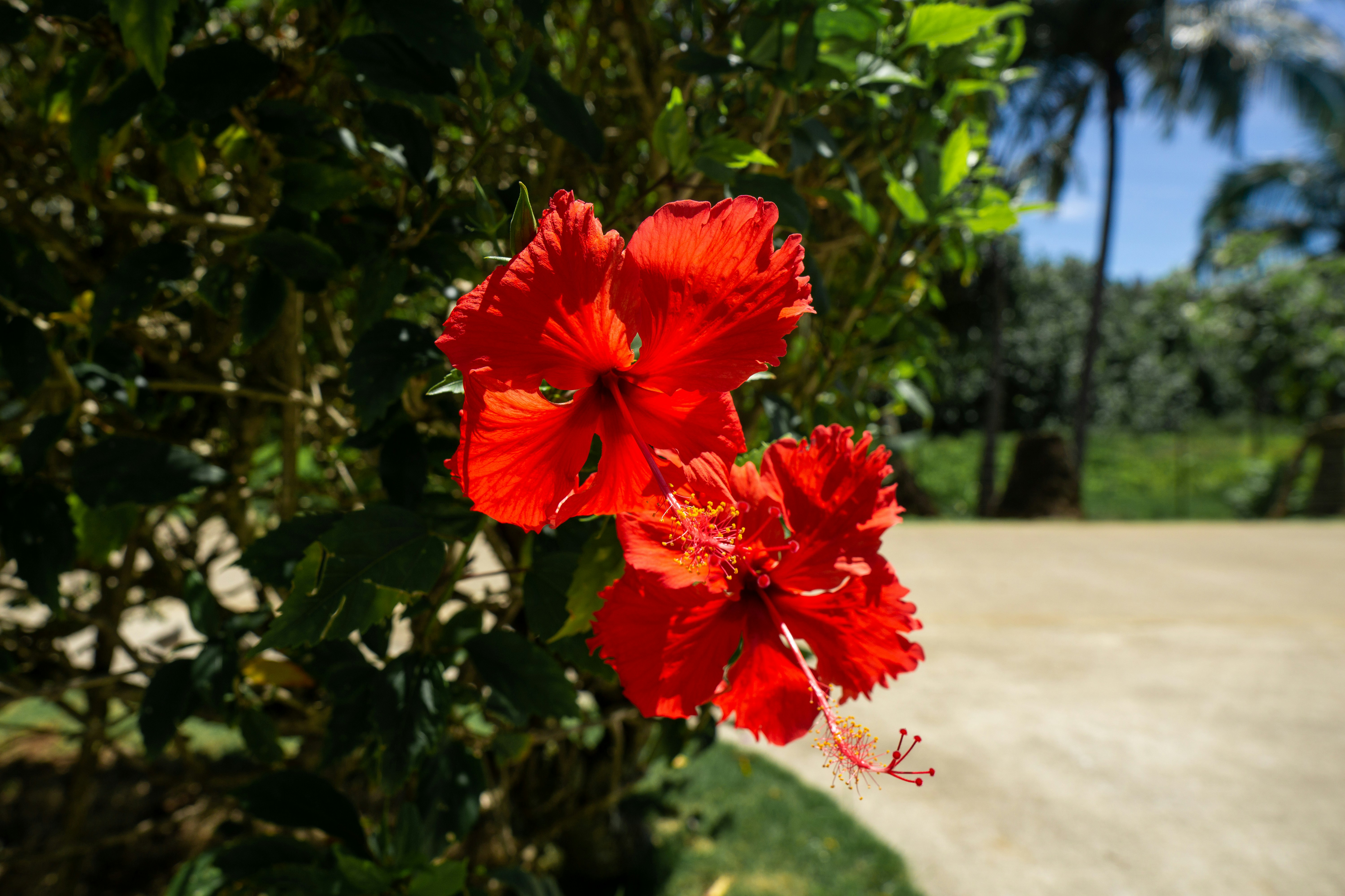 昼間に咲く赤いハイビスカスの写真 Unsplashで見つけるハワイの無料写真