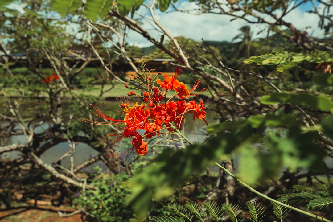 red flower in tilt shift lens