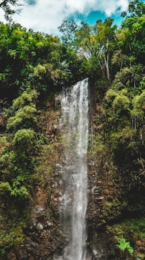 water falls in the middle of green trees