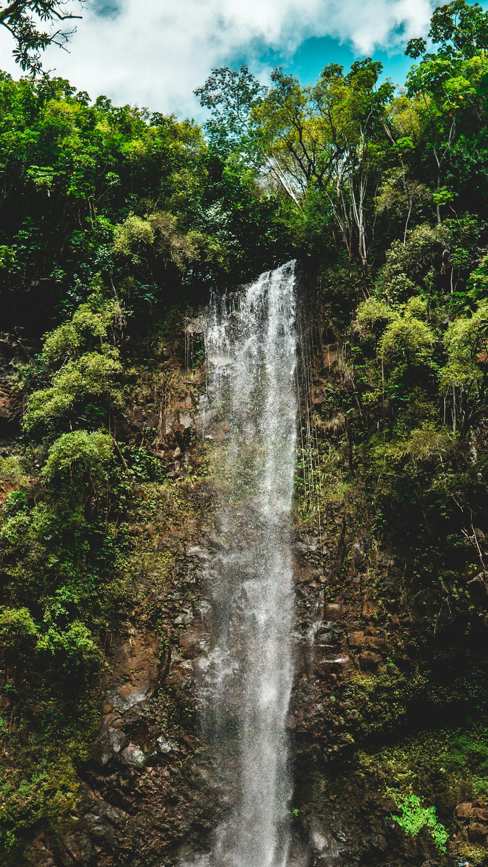 water falls in the middle of green trees