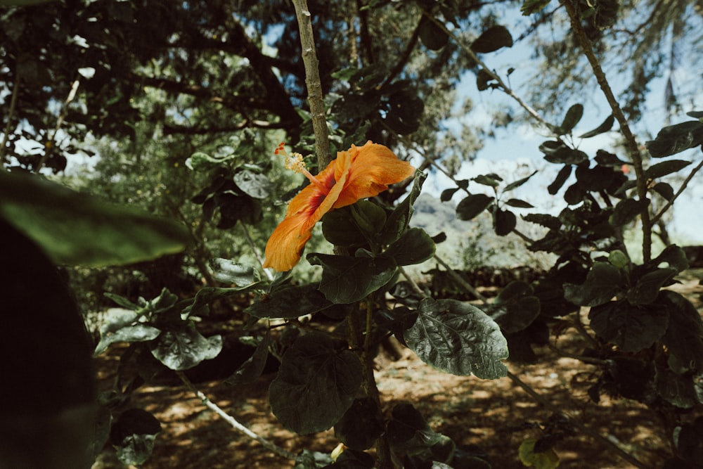 orange leaf on green plant