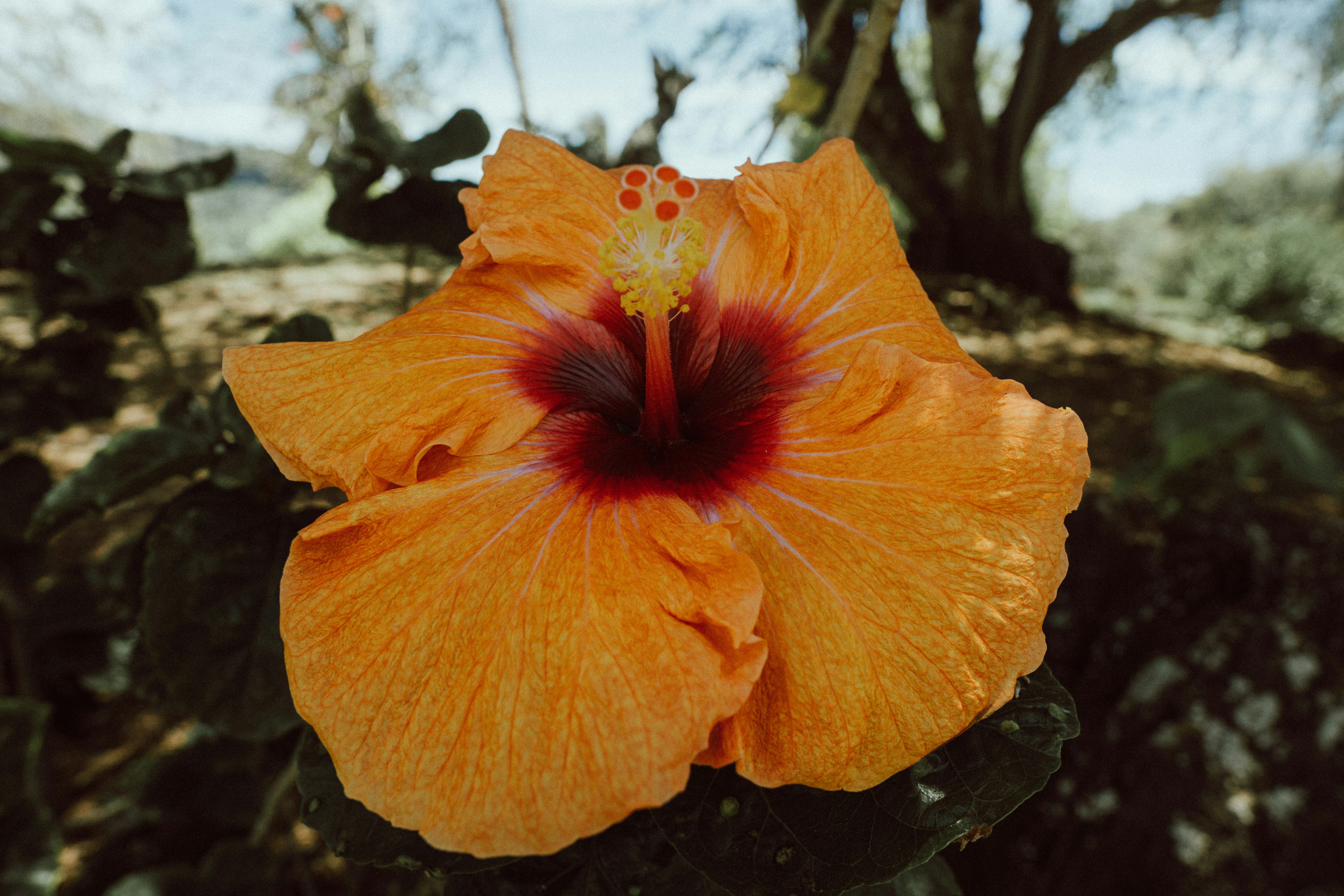 yellow hibiscus in bloom during daytime