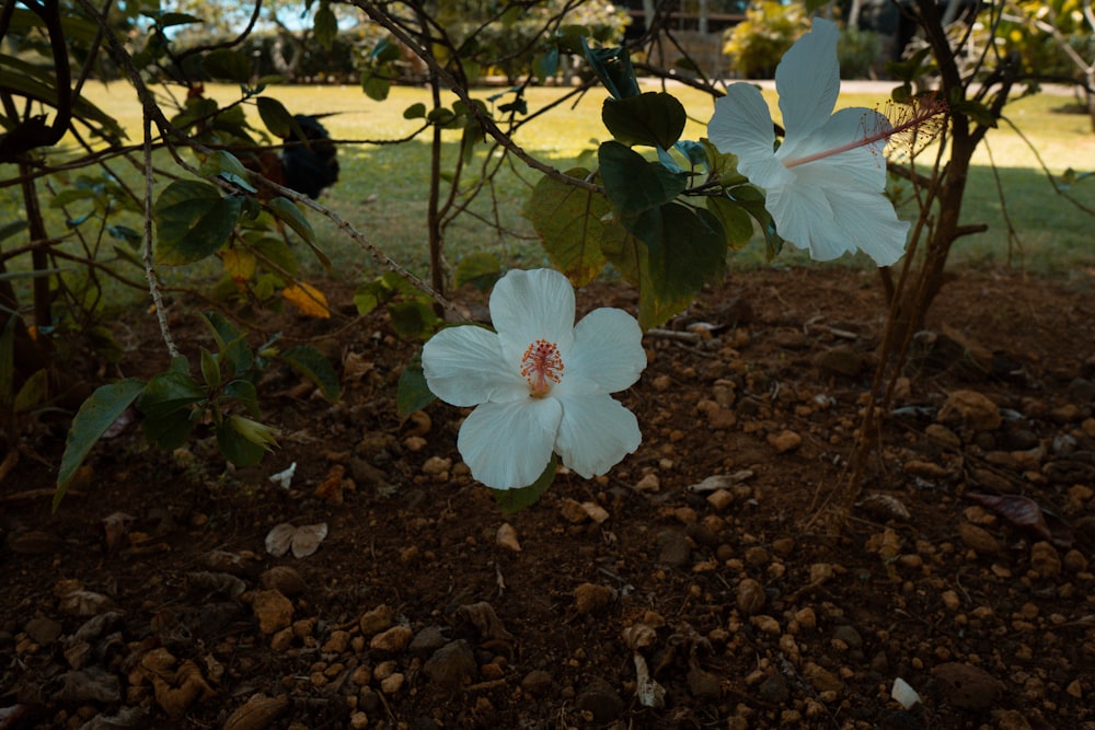 white flower on brown soil