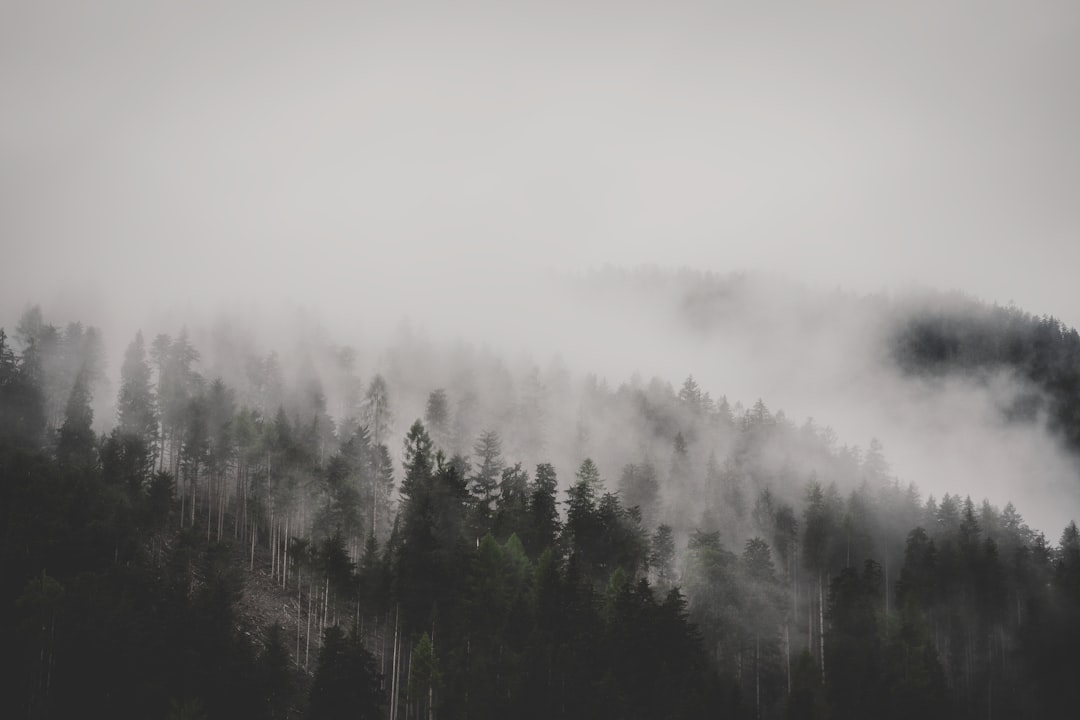 green trees covered with fog