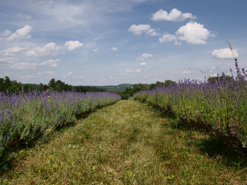 campo di erba verde sotto il cielo blu durante il giorno