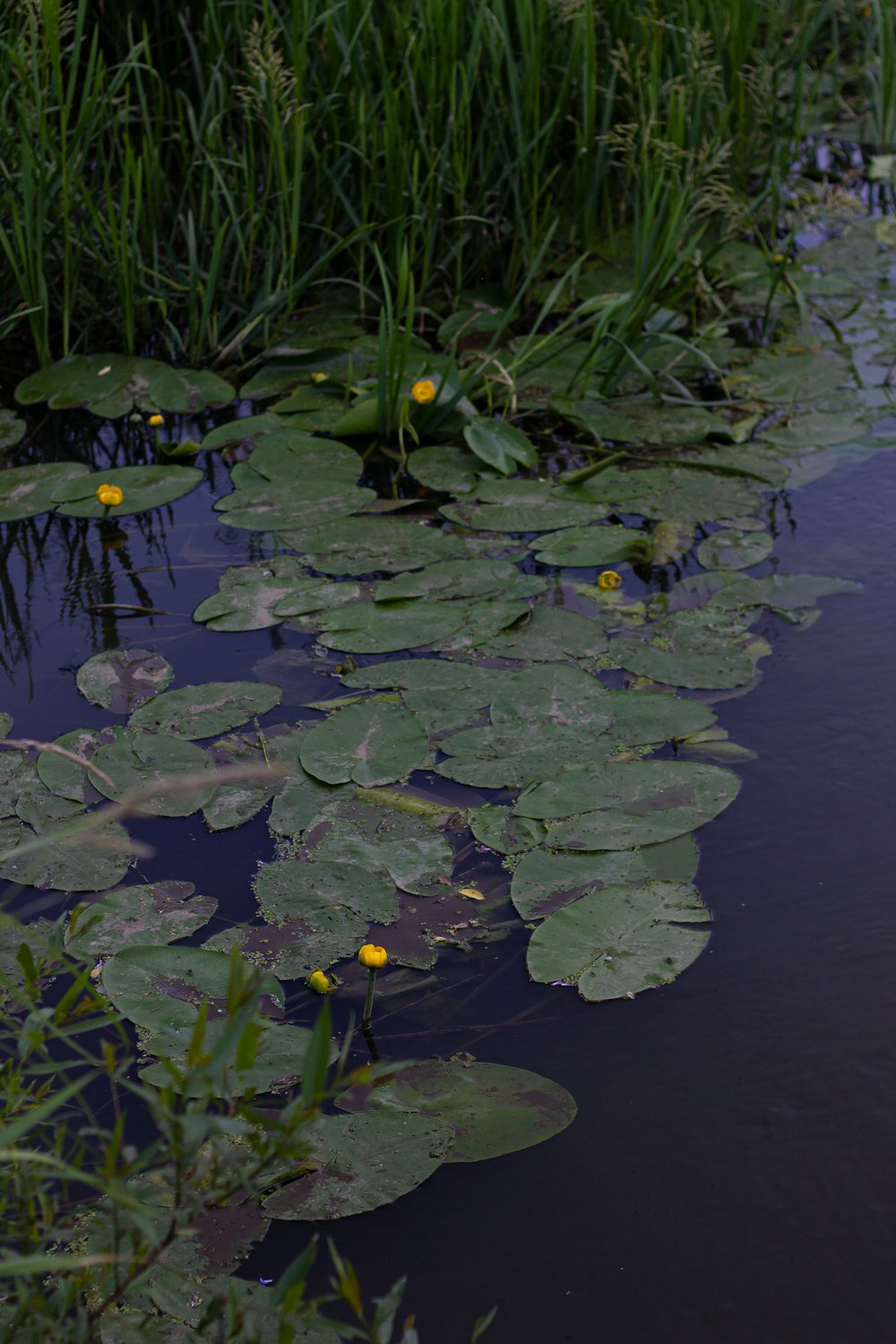 green water lilies on water