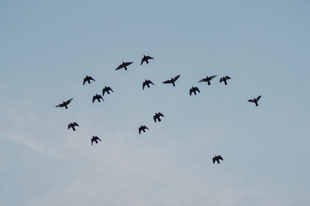 flock of birds flying under blue sky during daytime