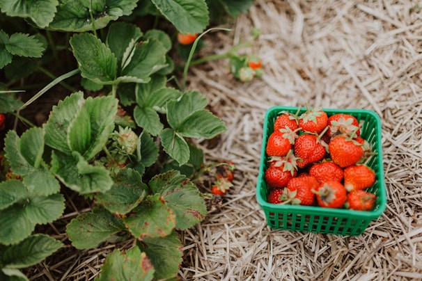 A green basket filled with ripe red strawberries sits on a bed of straw, surrounded by green strawberry plants. Some strawberries are still growing on the plants, showing a mix of ripeness.