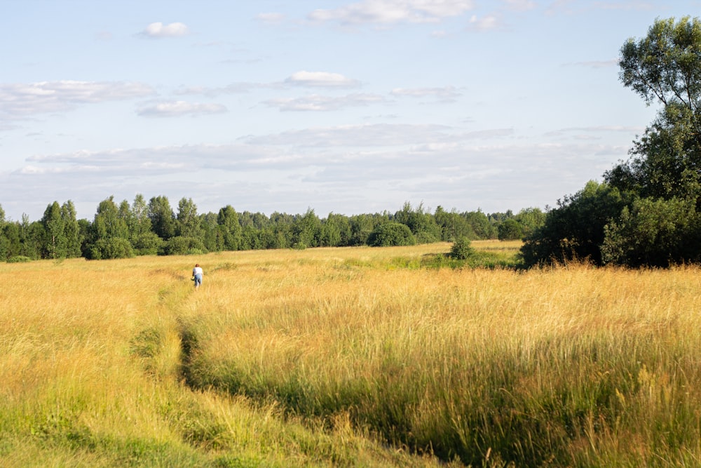 green grass field under blue sky during daytime