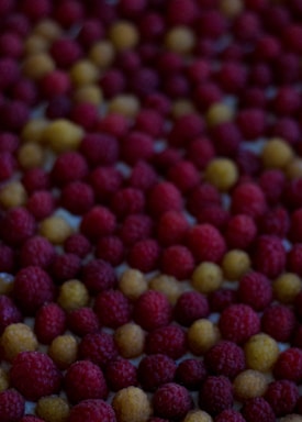 A close-up of a large number of raspberries spread out, with a mix of red and yellow colors.